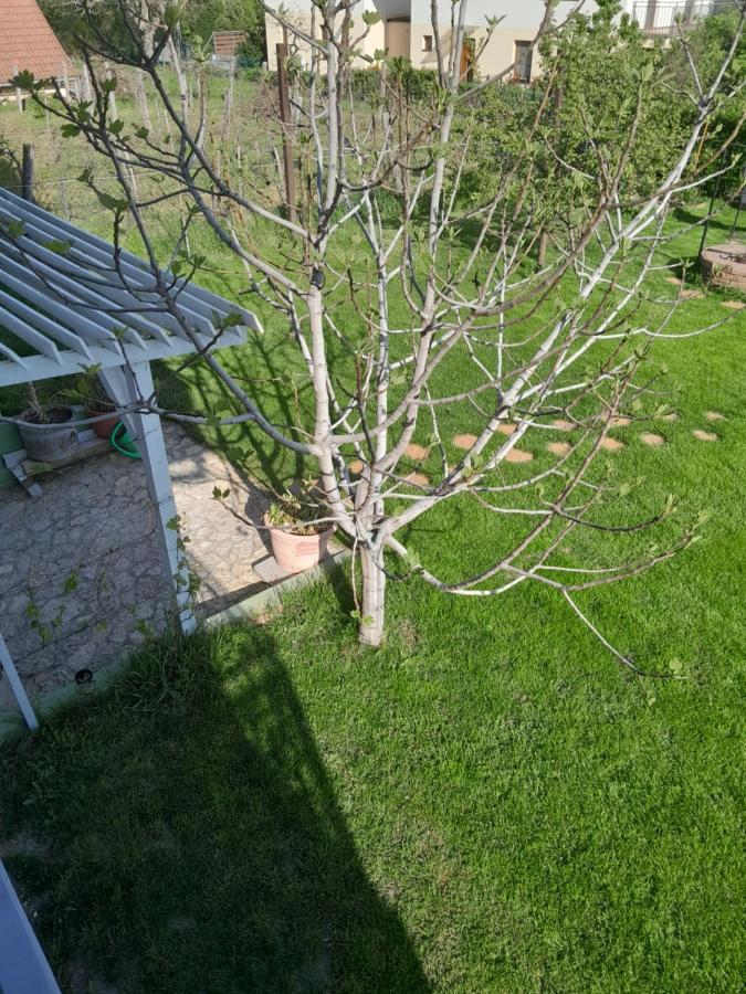 Lila Fuge Apartman Apartment Balatonfured Bagian luar foto